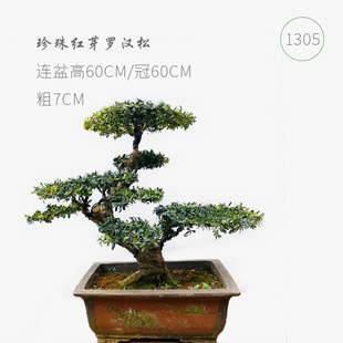 罗汉松盆景 高端罗汉松 珍珠红芽 雀舌 米叶罗汉松