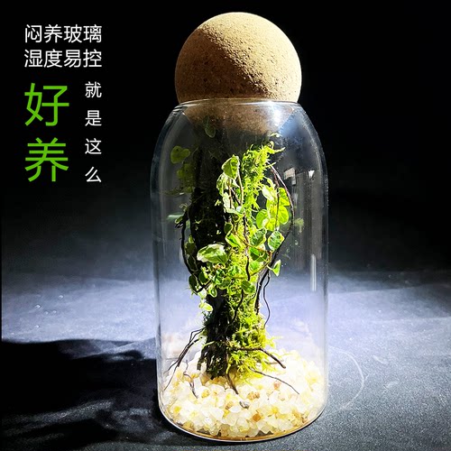 懒人高透阿凡达生态瓶闷养瓶水培花瓶苔藓短绒养不死室内桌面创意