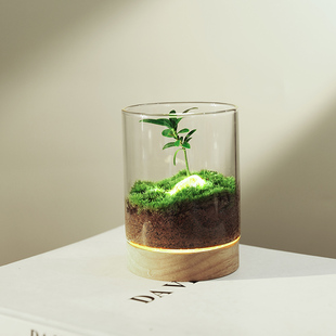 罗汉松生态瓶微景观桌面创意diy苔藓植物礼物玻璃绿植盆栽养眼