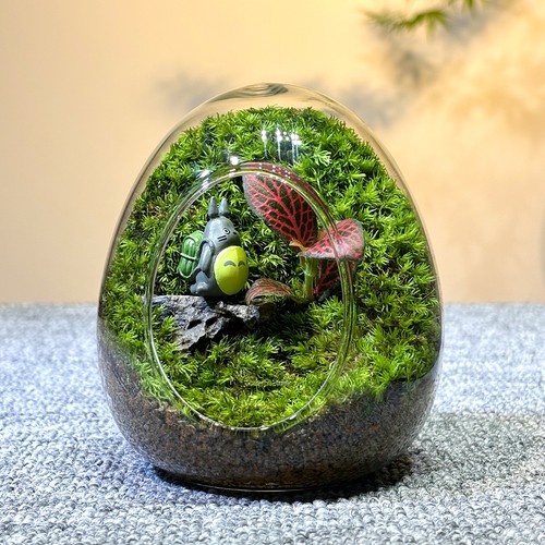 苔藓微景观创意蛋壳真植物苔藓微景观生态瓶成品室内居家款送礼