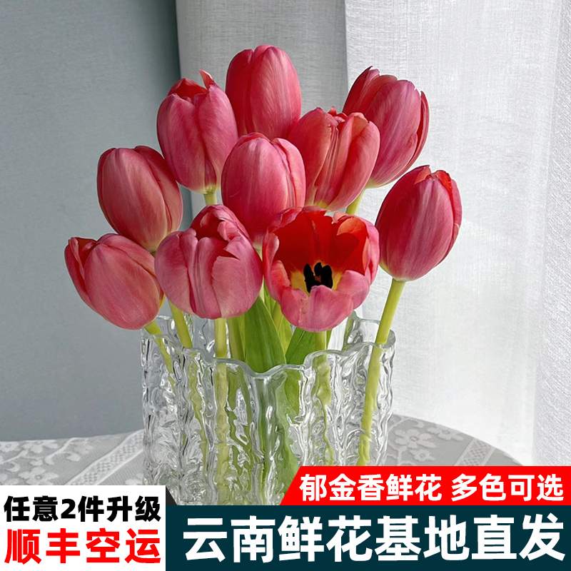 郁金香鲜花云南直发顺丰包邮