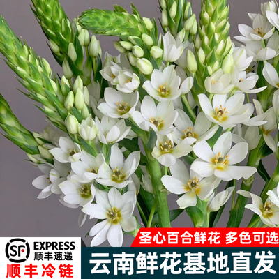 圣心百合鲜花水养云南基地直发雀梅室内办公室花瓶插花水培植物