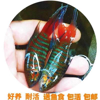 。中国斗鱼养活手巾活鱼活体观赏小型养花原生鱼原鱼花换水