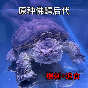 纯佛鳄龟爆刺幼苗活物深水原种北美鳄龟国产精品鳄龟追食活跃包活