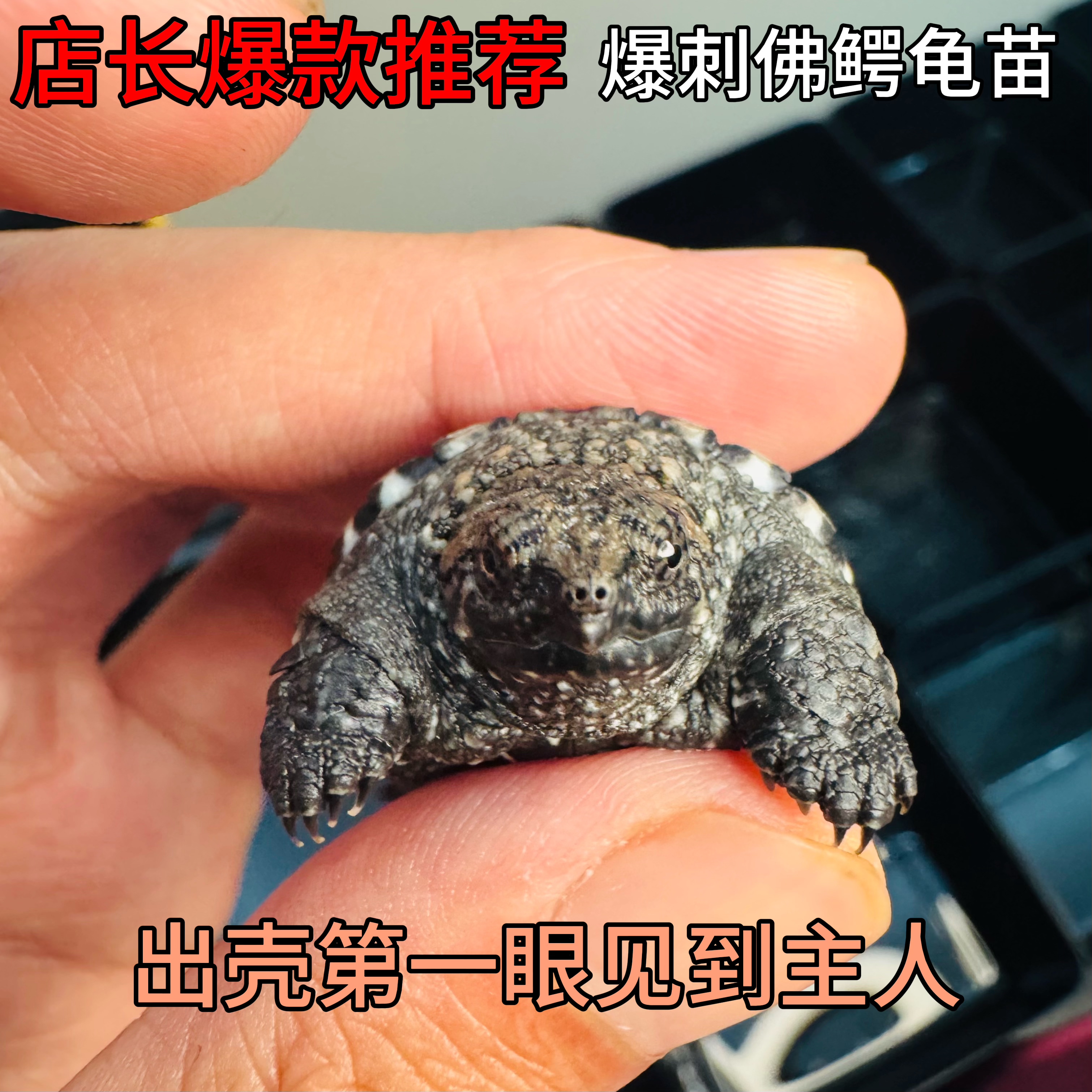 鳄龟蛋可孵化原种纯佛爆刺佛鳄龟蛋体验孵化的乐趣乌龟蛋鳄蛋图片