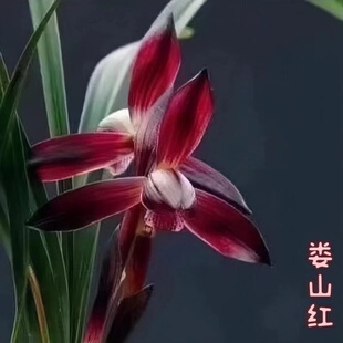 兰花苗春兰名品红素【娄山红】终身包对版 假一赔十