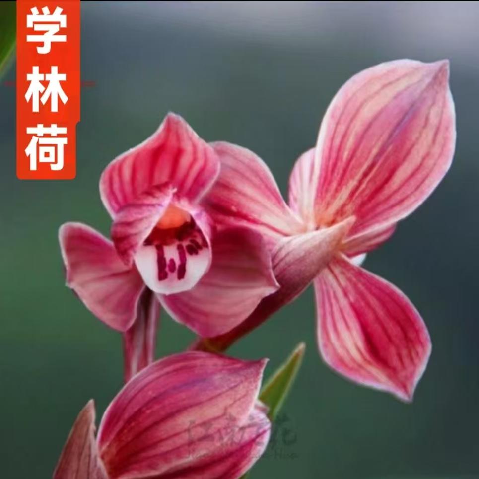 精品国兰兰花苗春剑名品红素【学林荷】终身包对版 假一赔十