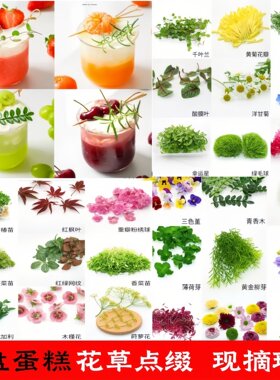 花草合集黄金柳芽清香木三色堇