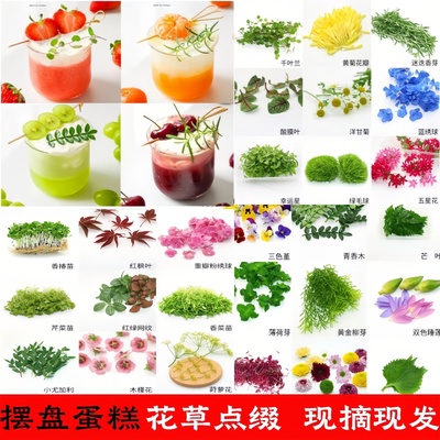 花草合集黄金柳芽清香木三色堇