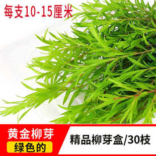 新鲜黄金柳芽绿色黄金柳芽盒装中西餐蛋糕摆盘日料点缀用缀鲜花