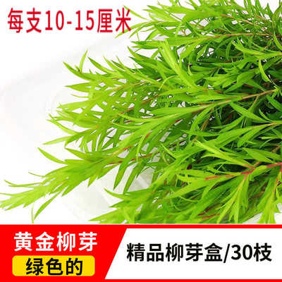 新鲜黄金柳芽现摘盒装中西餐摆盘