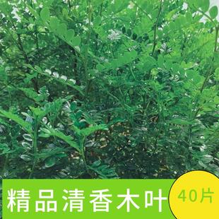 新鲜清香木胡椒木叶片现摘现发蛋糕装饰酒店西餐摆盘花草草本植物