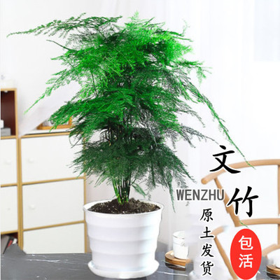 大文竹苗小文竹盆景办公桌面小盆桌面绿植
