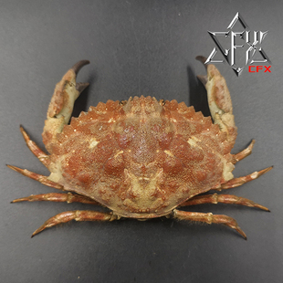 日本黄道蟹蟹蟹螃蟹标本教学科普教具海洋生物甲壳类模型个性礼物