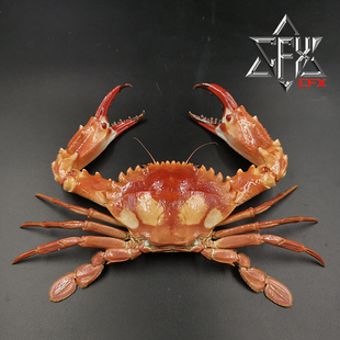 晶莹蟳螃蟹标本教学科普教具海洋生物甲壳类模型摆件个性礼物
