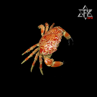 绣花脊熟若蟹蟹螃蟹标本教学科普教具海洋生物甲壳类模型个性礼物