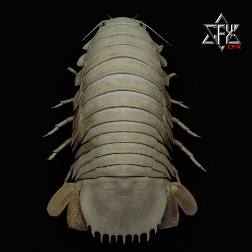 大王具足虫皮皮虾螃蟹标本成品个人收藏摆件装饰博物馆科普模型