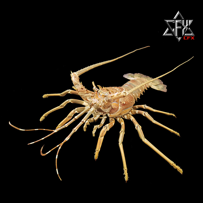 波纹龙虾小青龙标本成品个人收藏摆件装饰博物馆科普模型花龙