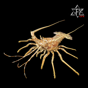 波纹龙虾小青龙标本成品个人收藏摆件装饰博物馆科普模型花龙