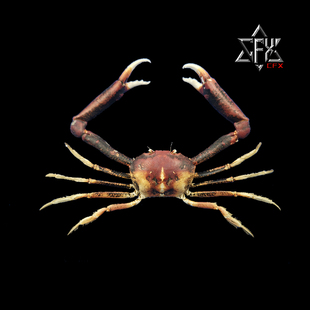 中华隆背蟹蟹螃蟹标本教学科普教具海洋生物甲壳类模型个性礼物