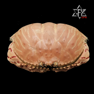 卷折馒头蟹蟹螃蟹标本教学科普教具海洋生物甲壳类模型个性礼物