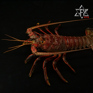 断沟龙虾红龙标本成品个人收藏摆件装饰博物馆科普模型花龙