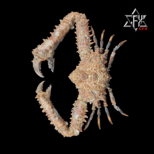 强壮武装紧握蟹螃蟹标本教学科普教具海洋生物甲壳类模型个性礼物