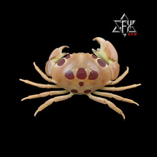 红斑飘蟹螃蟹标本教学科普教具海洋生物甲壳类模型摆件个性礼物