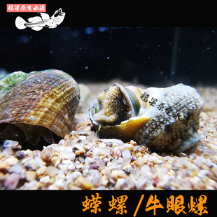 牛眼螺角蝾螺食藻螺海缸除藻会翻身赖活除藻生物清理鱼缸工具螺