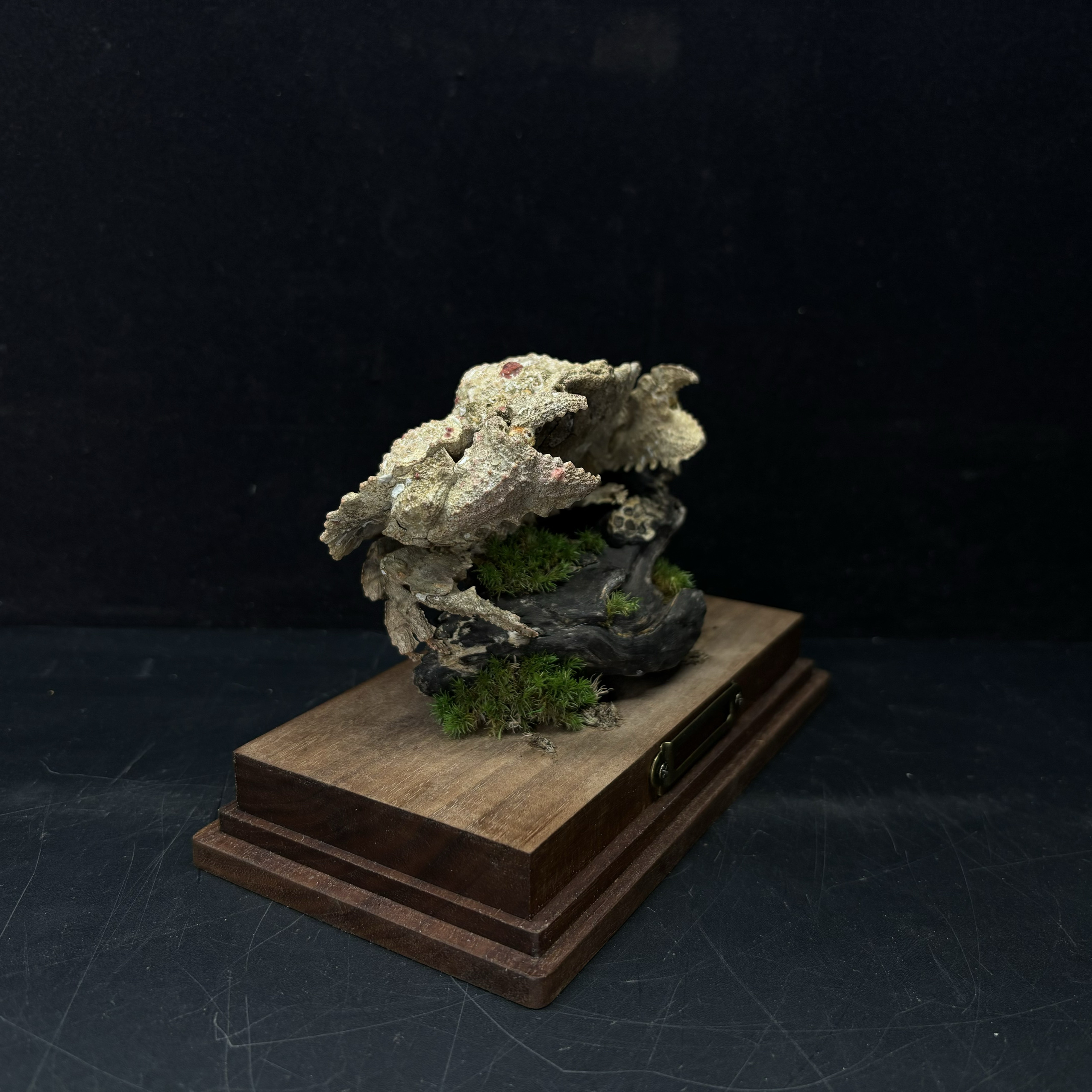 锯齿奇净蟹螃蟹标本教学科普教具模型桌面摆件寓意好物个性礼物