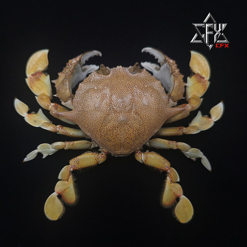 胜利黎明蟹蟹螃蟹标本教学科普教具海洋生物甲壳类模型个性礼物