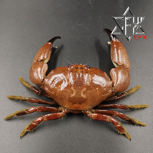 破裂哲扇蟹螃蟹标本教学科普教具海洋生物甲壳类模型摆件个性礼物