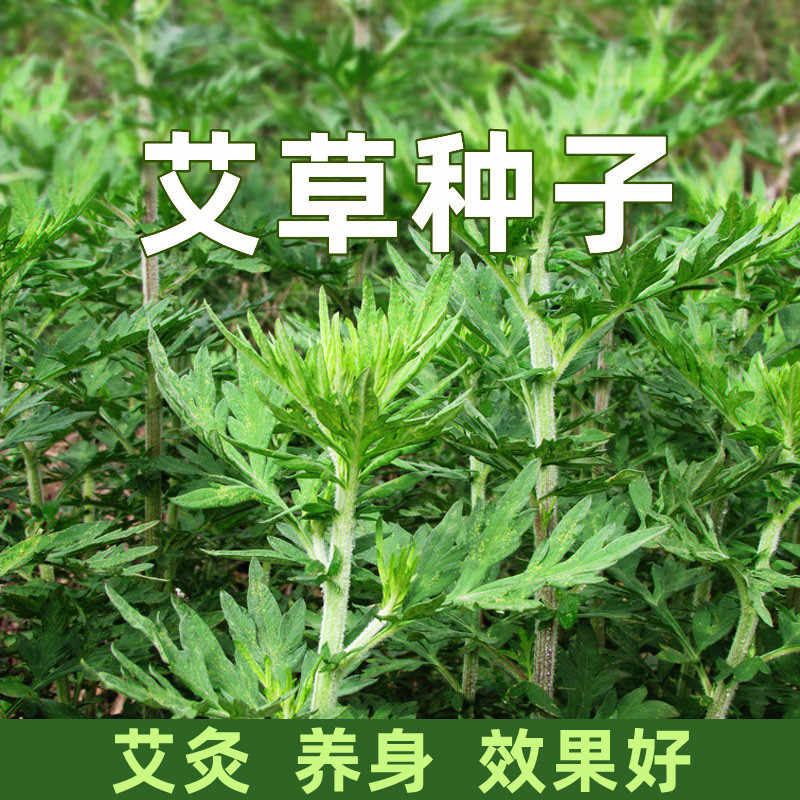 艾叶靳艾草种子野生香艾草苗食用家庭园艺种子