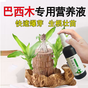 巴西木营养液专业养花肥料幸运木水培水养植物肥料用盆栽