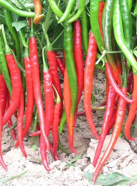 50Pcs Rare Giant Spices Red Spicy Chili Pepper Seeds Vegetab