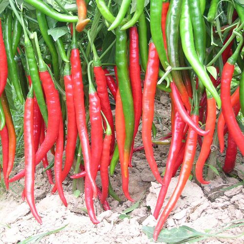 50Pcs Rare Giant Spices Red Spicy Chili Pepper Seeds Vegetab