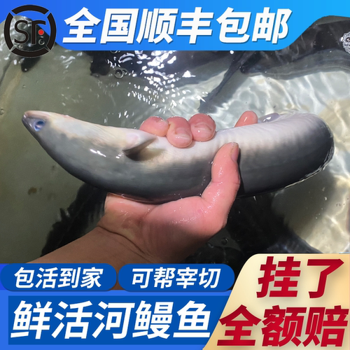 五年老店乌耳鳗河鳗淡水鳗鱼整条
