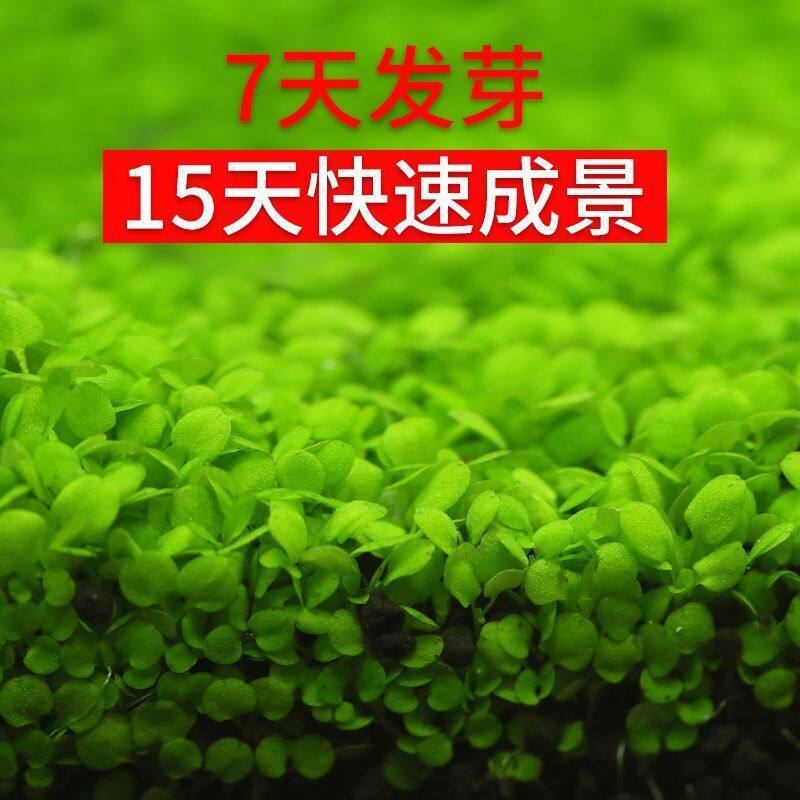 新手造景水草种子大小对叶牛毛草爱情珍珠草水草泥陶粒砂鱼缸底砂