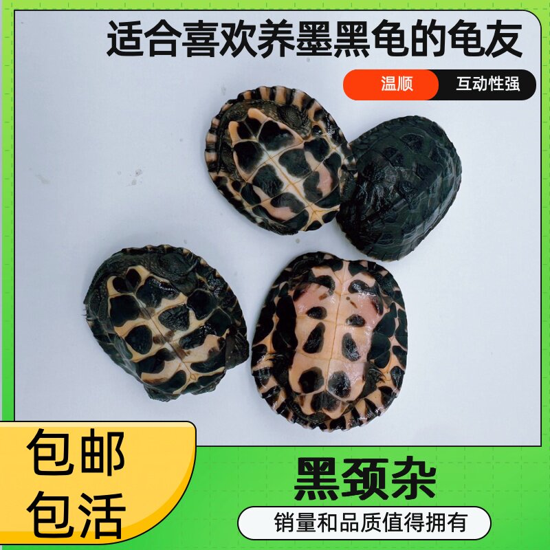 黑颈杂草龟活体半水栖杂食性宠物龟幼体2-8cm包邮包活墨龟黑龟