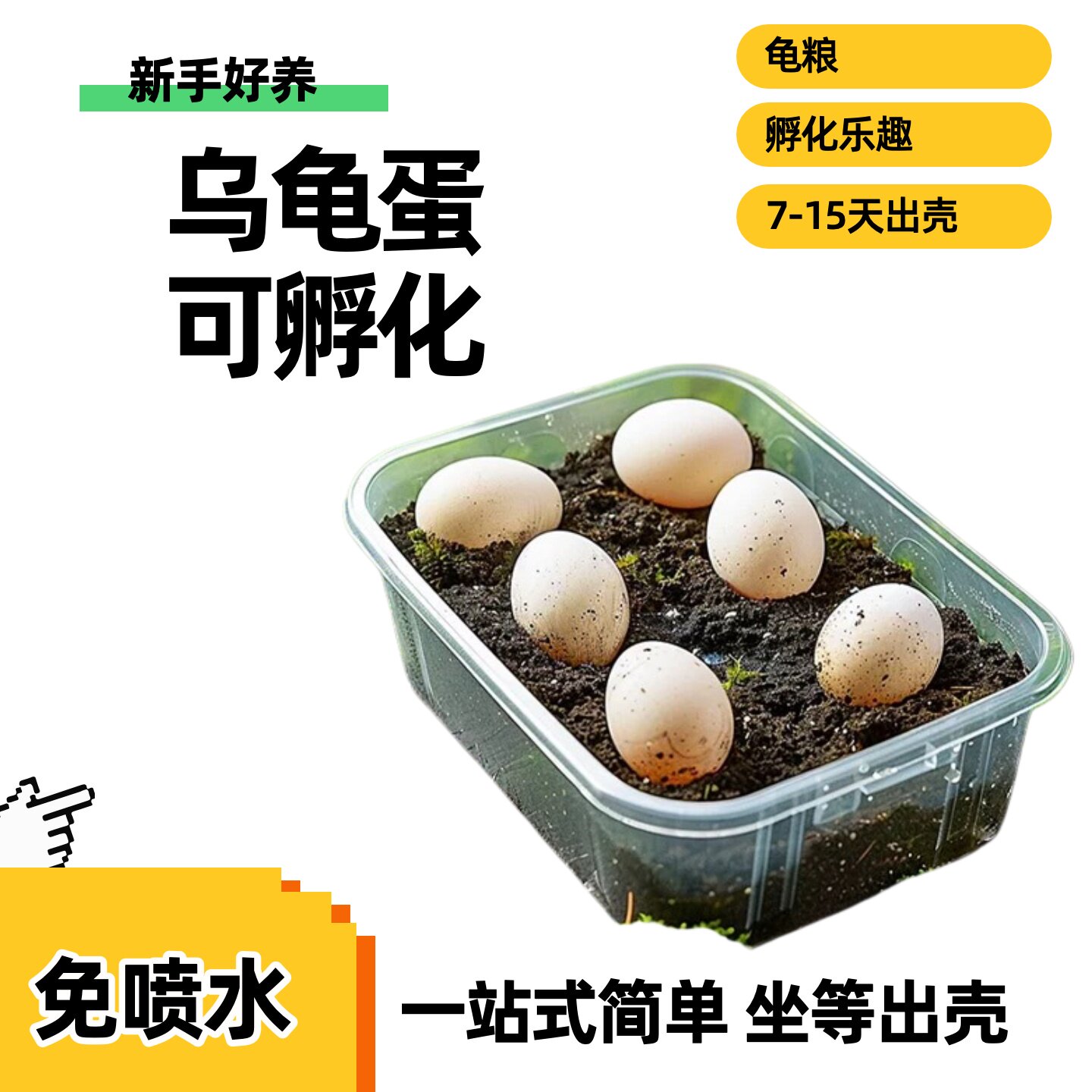 乌龟蛋龟苗可孵化乌龟蛋宠物龟蛋可孵化乌龟蛋宠物龟蛋可孵化乌龟