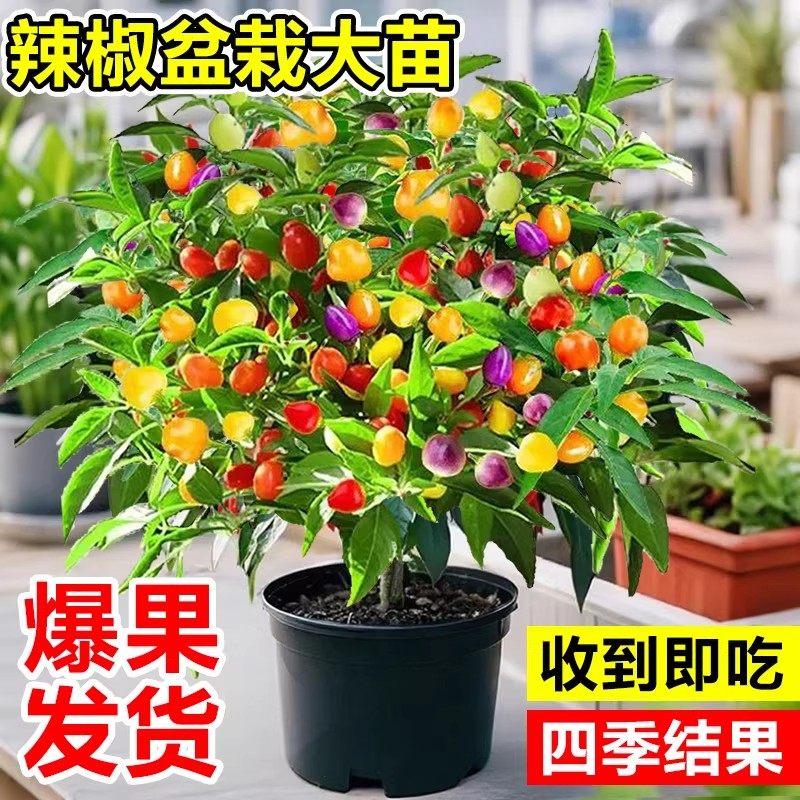 七彩椒辣椒盆栽树苗带果可食用新鲜多色五彩椒朝天椒阳台花卉绿植