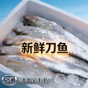 永嘉 塘头 炎亭海刀鱼正宗冰鲜刀鱼2.5两以上新鲜鱼500克4条