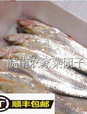 永嘉塘头炎亭 刀JI 三条4两左右每条冰鲜海刀鱼时价请咨询