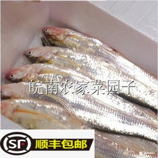 永嘉塘头炎亭 刀JI 三条4两左右每条冰鲜海刀鱼时价请咨询