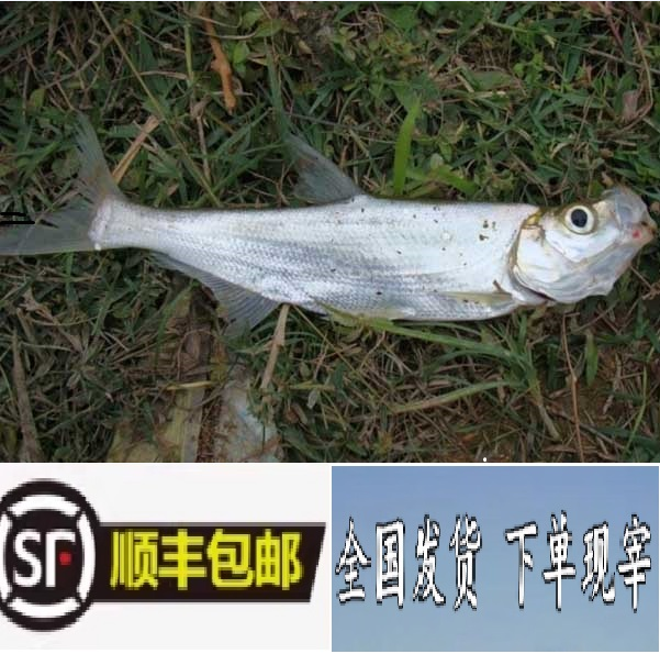 正宗  大翘嘴大白刁白条刁子鱼5斤活白水鱼现杀 顺丰冷链包邮