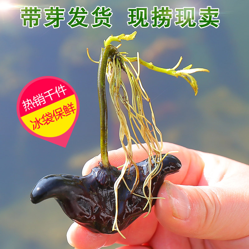 净化水质水生植物青菱红菱 菱角苗 水葫芦莲藕伊乐藻水草池塘种植