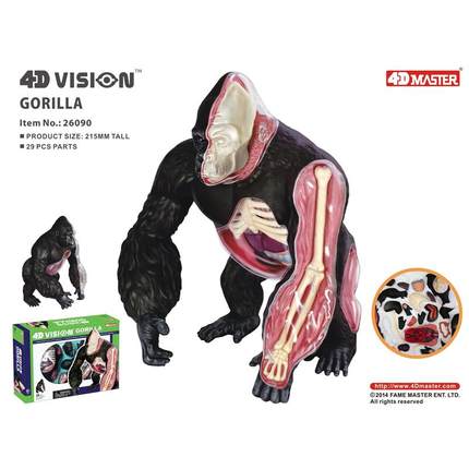 4D MASTER 大猩猩 银背猿器官骨骼模型 仿真动物解剖教学拼装玩具
