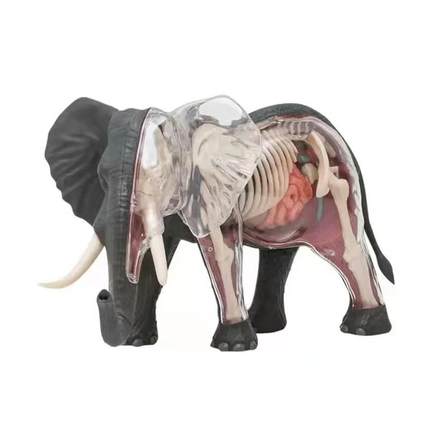 4D Master 亚洲象大象动物内脏器官解剖模型医学教学益智拼装玩具