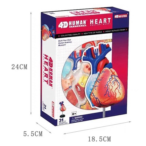 4D MASTER人体心脏器官解剖模型医学教学DIY科普用具益智拼装玩具