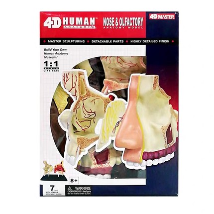 4D MASTER人体鼻腔解剖模型耳鼻喉科医学教学用鼻子结构器官拼装